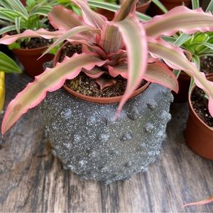 Black cool pot with an Earth Plant Pink